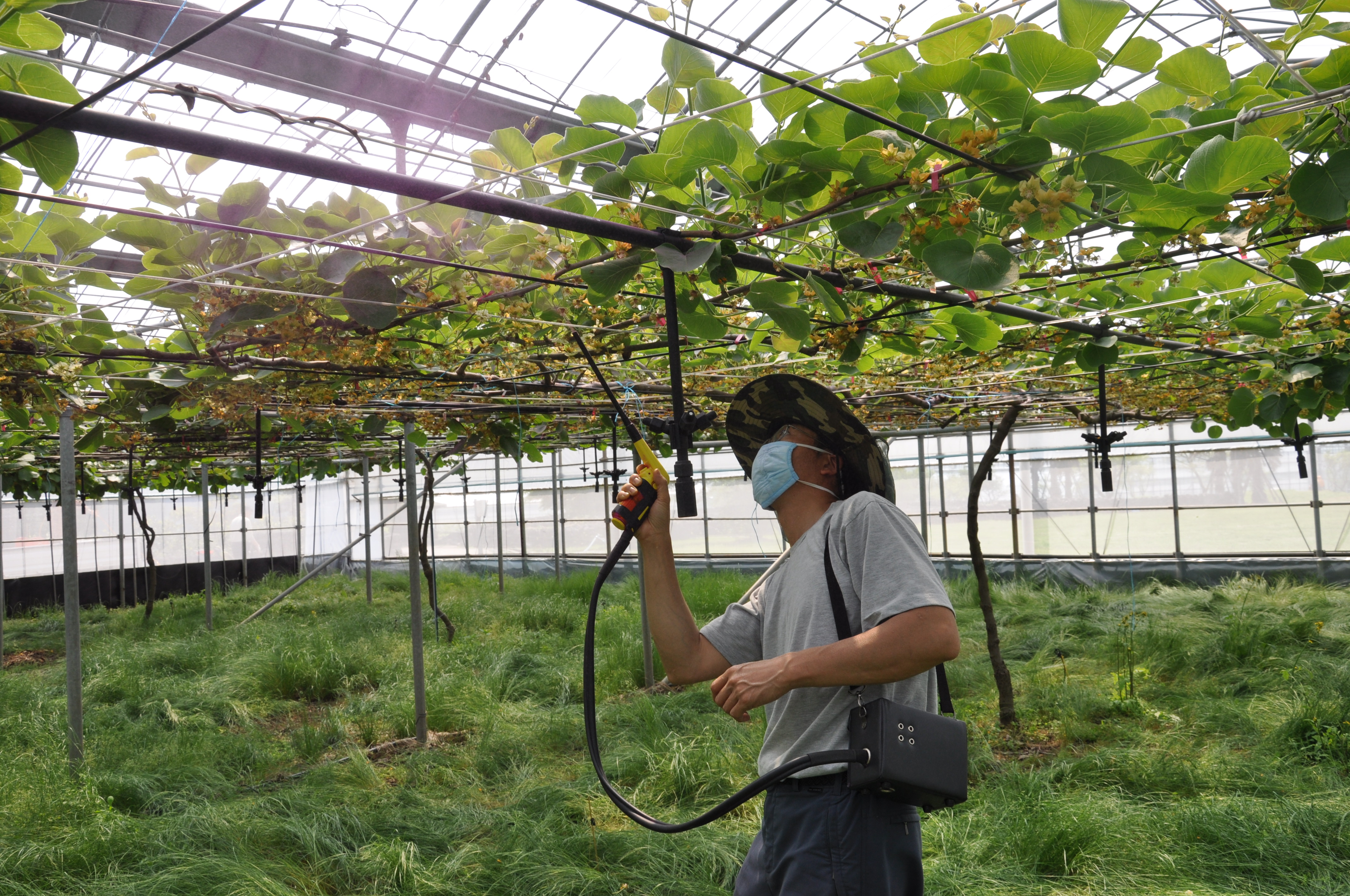 키위 꽃가루 인공수정